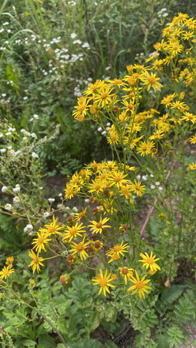 ragwort