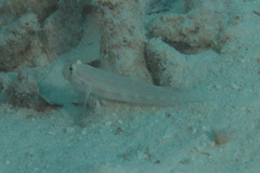 Gnatholepis cauerensis
