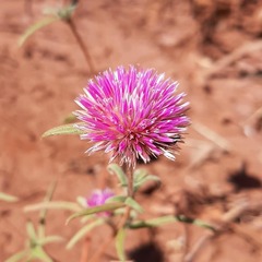 Gomphrena canescens