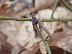 Leptophlebia