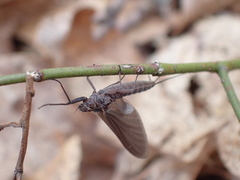 Leptophlebia