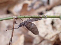 Leptophlebia