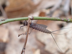 Leptophlebia