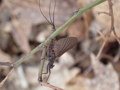 Leptophlebia