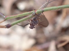 Leptophlebia