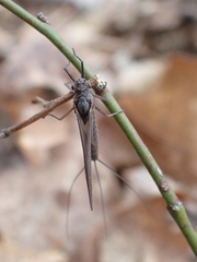 Leptophlebia