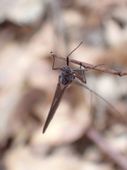 Leptophlebia