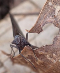 Leptophlebia