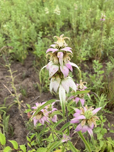 spotted horsemint