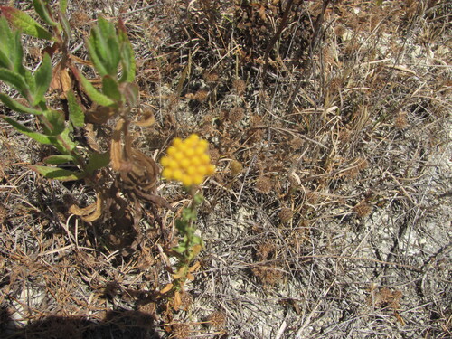 Achillea ageratum, photograph 3