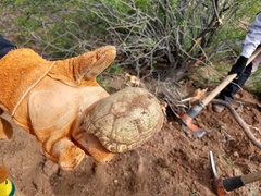 Kinosternon arizonense