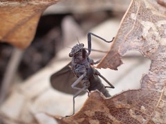 Leptophlebia