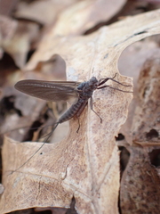 Leptophlebia