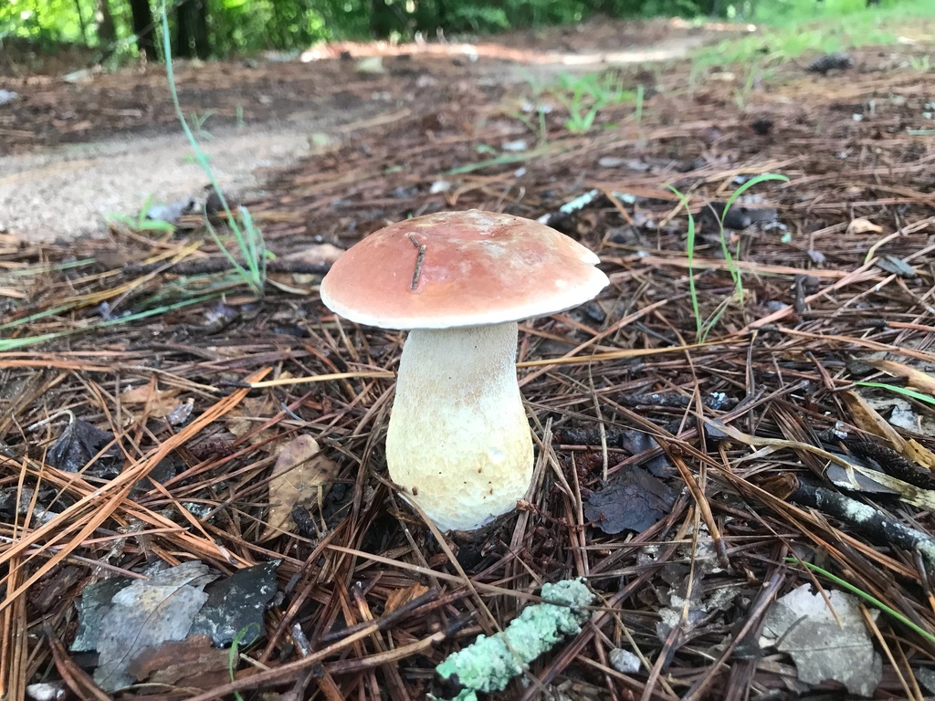 Boletus pseudopinophilus · August 2026 · photo: Photo: (c) boletejones, some rights reserved (CC BY) · iNaturalist