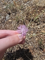 Mantisalca salmantica, photograph (c) Iona, some rights reserved (CC BY)