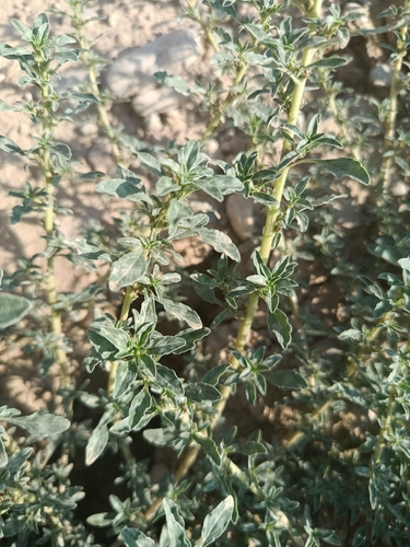 procumbent pigweed