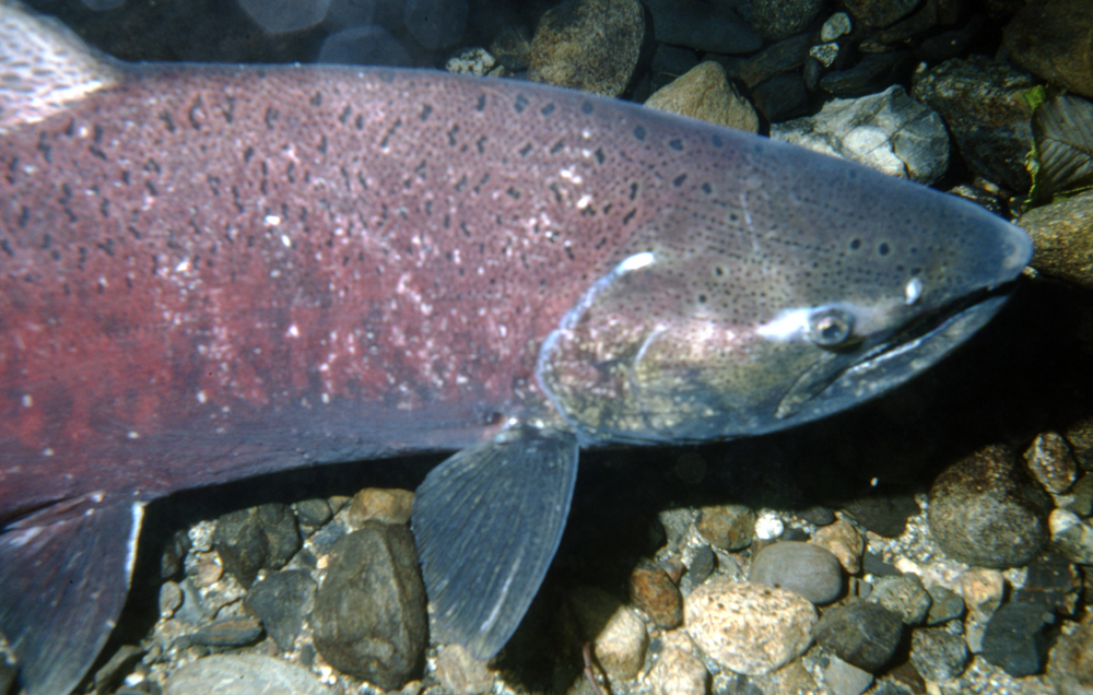 Chinook Salmon (Pacific Northwest Marine Life) · iNaturalist