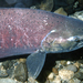 Salmon Chinook - Photo (c) Ernest Keeley, algunos derechos reservados (CC BY-NC), subido por Ernest Keeley