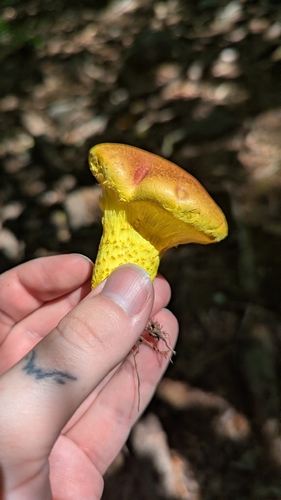 boletes