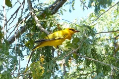 Oriolus auratus