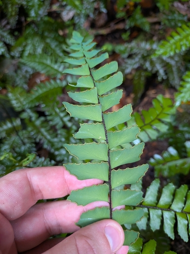 Adiantum latifolium, photograph 2