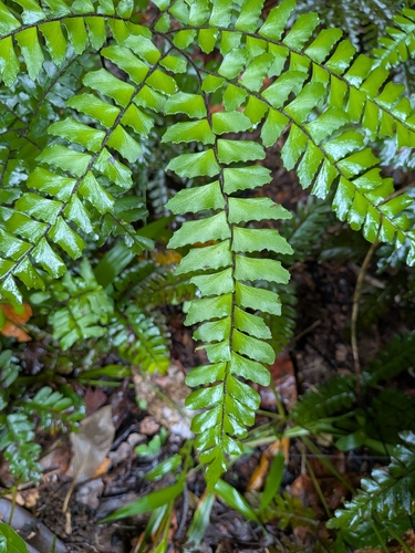 Adiantum latifolium, photograph 3
