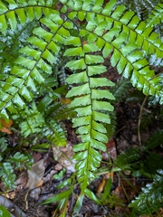 Adiantum latifolium, photograph (c) Guillaume Delaitre, some rights reserved (CC BY)