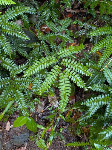Adiantum latifolium, photograph 4
