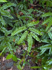 Adiantum latifolium, photograph (c) Guillaume Delaitre, some rights reserved (CC BY)
