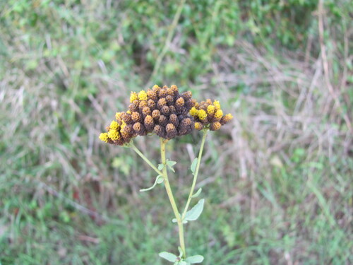 Achillea ageratum, photograph 1