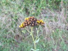 (c) zebedeugalinha, some rights reserved (CC BY) Achillea ageratum, photograph (c) zebedeugalinha, some rights reserved (CC BY)