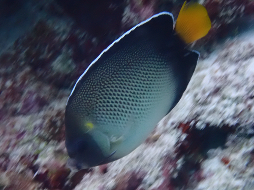 Apolemichthys xanthurus observed 2026-08-12