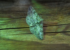 Cleora cinctaria