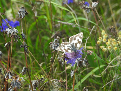 Marbled White