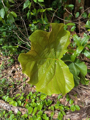 Coccoloba pubescens, photograph 5