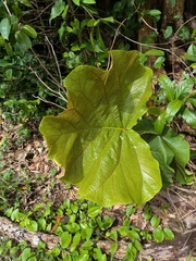 Coccoloba pubescens, photograph (c) Guillaume Delaitre, some rights reserved (CC BY)