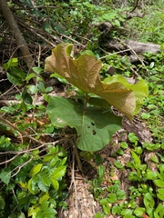 Coccoloba pubescens, photograph (c) Guillaume Delaitre, some rights reserved (CC BY)