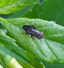 Notogramma