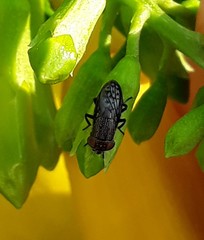 Notogramma