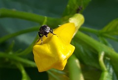 Notogramma