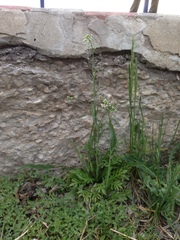 Capsella bursa-pastoris