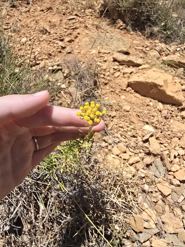 Helichrysum stoechas, photograph 5