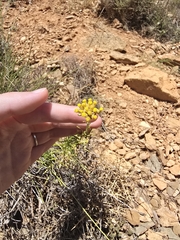 Helichrysum stoechas, photograph (c) Iona, some rights reserved (CC BY)