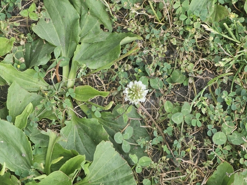 white clover