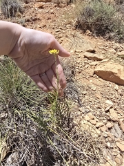 Helichrysum stoechas, photograph (c) Iona, some rights reserved (CC BY)