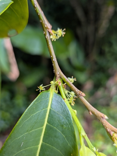 Margaritaria nobilis, photograph 1