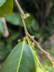 Margaritaria nobilis
