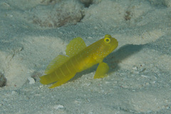Cryptocentrus cinctus