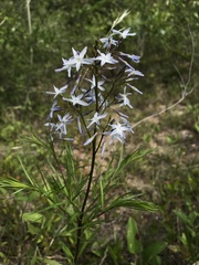 Amsonia ciliata ciliata