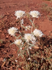 Gomphrena kanisii